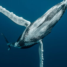 Diving Whales