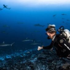 wall of sharks