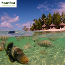 Spacifica Travel Ninamu Resort Tikehau