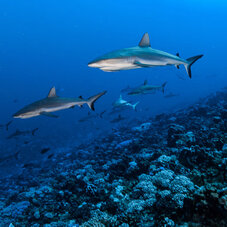 Dive Fakarava's famous Wall of Sharks!