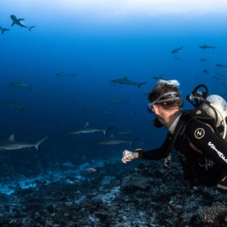 Wall of sharks
