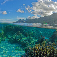 Moorea Under/Over Image