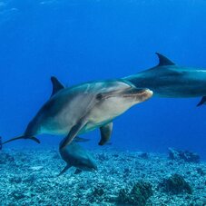 Rangiroa Dolphins Plongee