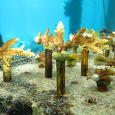 Atelier de bouturage de corail