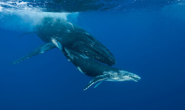 Diving Whales