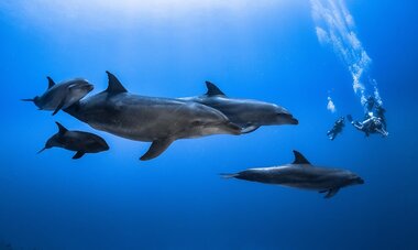 rangiroa diving dolphins
