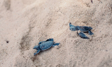 brando turtle
