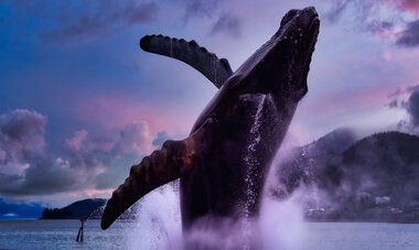 Alaska Whale