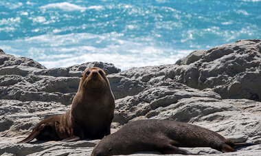 atn-illust-_0005_new-zealand-south-island-kaikoura-scleymans.jpg Air Tahiti Nui New Zealand North Island Kaikoura SCleymans