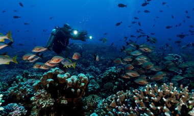 Plongée sous marine Plongeur dans les fonds marins de Tahiti