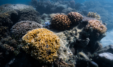 Coral Gardeners coraux polynesie