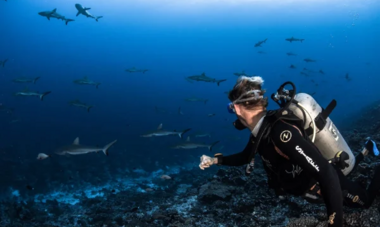 wall of sharks