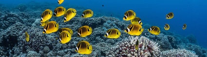 Yellow Fish