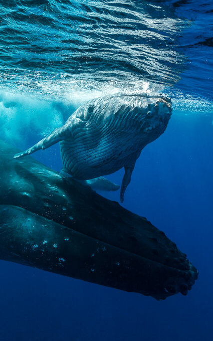 Air Tahiti Nui Diving Whales Rurutu